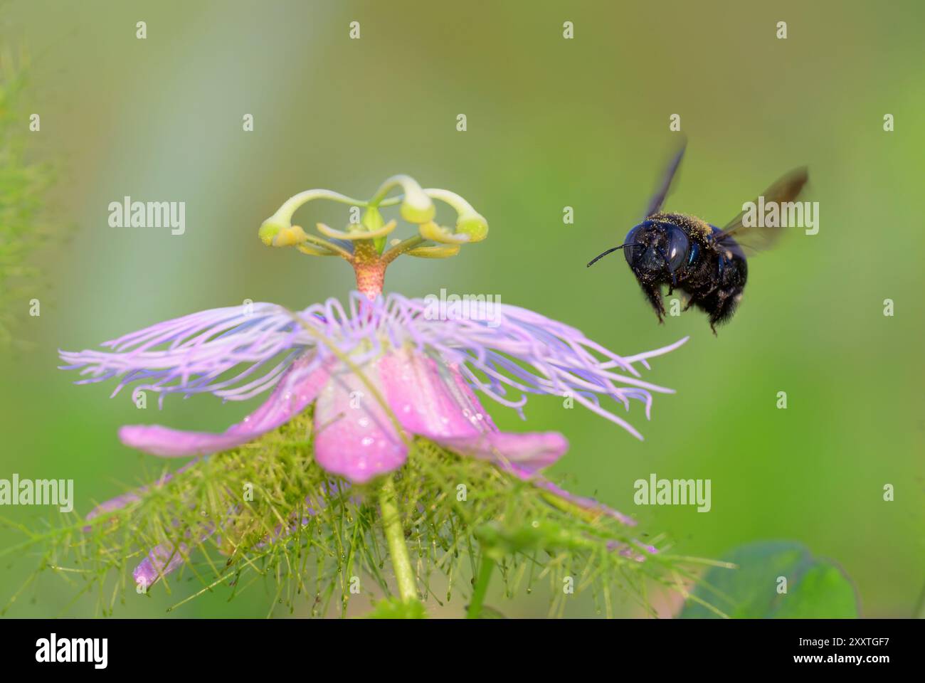 Südliche Zimmermannsbiene (Xylocopa micans), weibliche, sich nähernde Blume der Scarletfrucht-Passionsblume (Passiflora foetida), Galveston, Texas, USA. Stockfoto