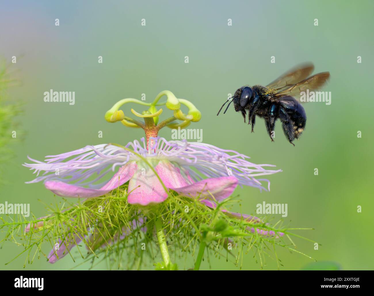 Südliche Zimmermannsbiene (Xylocopa micans), weibliche, sich nähernde Blume der Scarletfrucht-Passionsblume (Passiflora foetida), Galveston, Texas, USA. Stockfoto