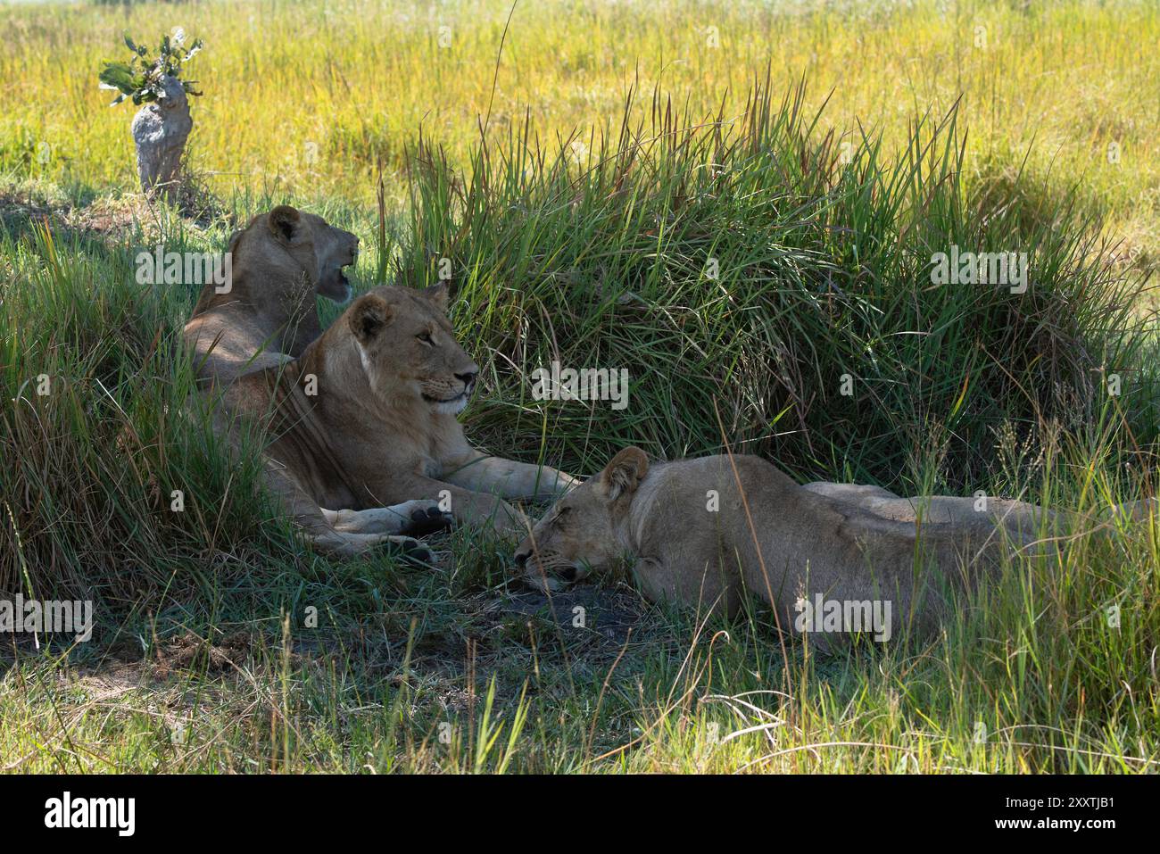 Stolz auf erwachsene Löweninnen, die im langen, üppigen grünen Gras in einer normalerweise trockenen Gegend ruhen, während sie einen Tag lang auf ihre Jungen in der Nähe achten Stockfoto