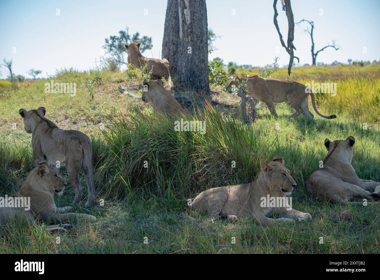 Löwenstolz, bestehend aus älteren Jungen und Müttern, die unter einem Baum im grünen Gras hängen Stockfoto