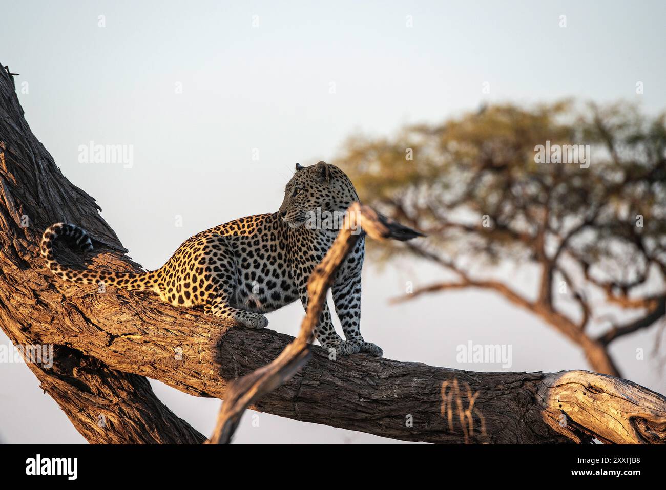 Leopard sitzt auf einem hohen dicken Ast abgelenkt auf dem Weg nach unten Stockfoto