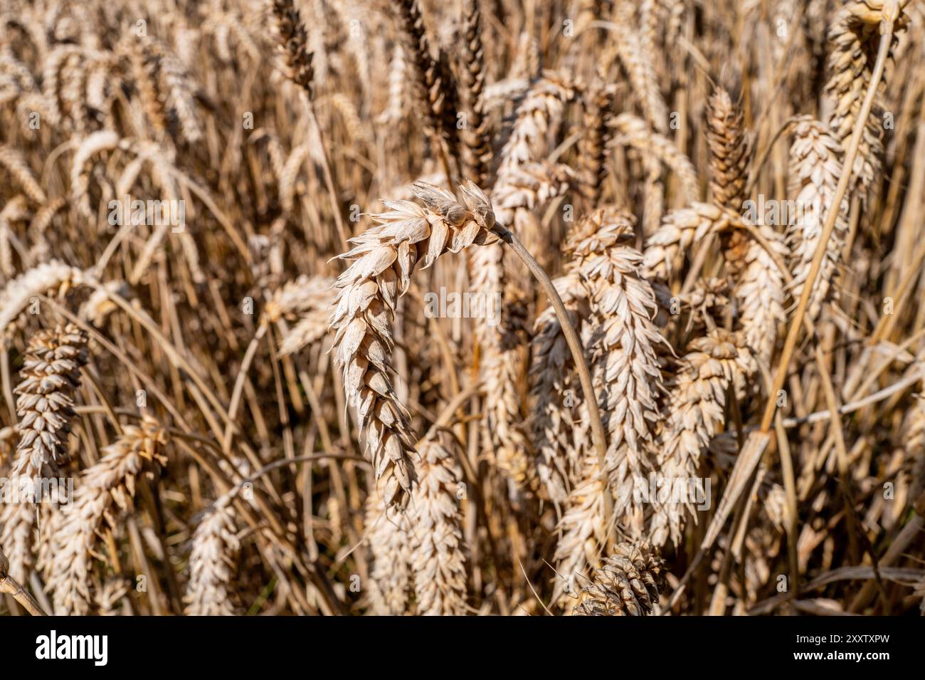 Weizenfelder rund um die Stadt Hedensted in Jütland, Dänemark Stockfoto