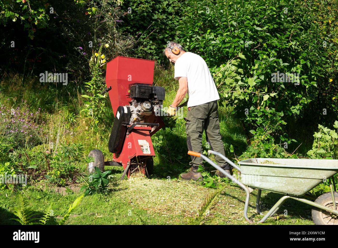 Älterer Mann, der mit Gartenhäcksler arbeitet, um geschnittene Äste zu schneiden Carmarthenshire Wales Großbritannien KATHY DEWITT Stockfoto