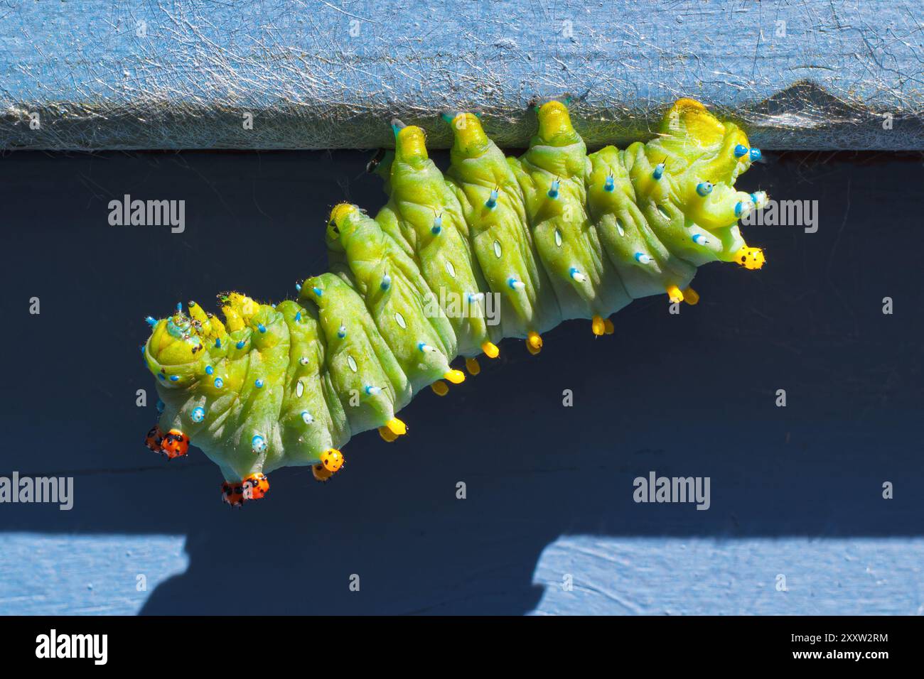 Cecropia Motte raupe auf einem Außengeländer Stockfoto