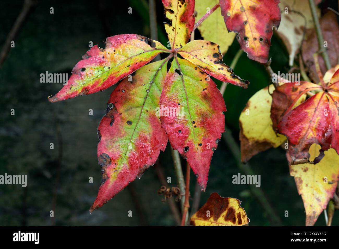 Herbstfarben entwickeln sich auf den Blättern von Virginia Creeper. Stockfoto