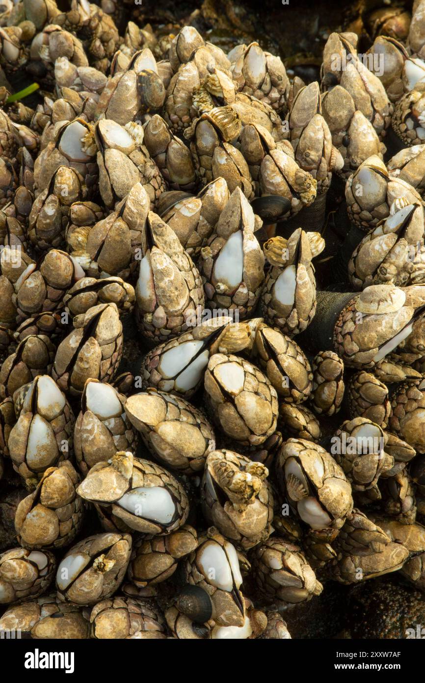 Schwanenhals-Barnacles (Pollicipes polymerus), Roads End State Park, Oregon Stockfoto