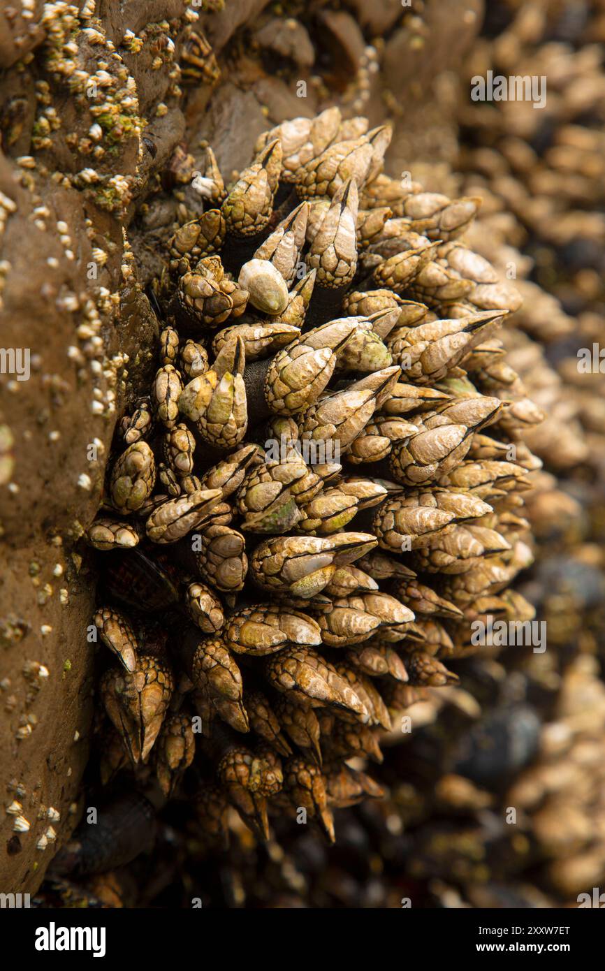 Schwanenhals-Barnacles (Pollicipes polymerus), Roads End State Park, Oregon Stockfoto