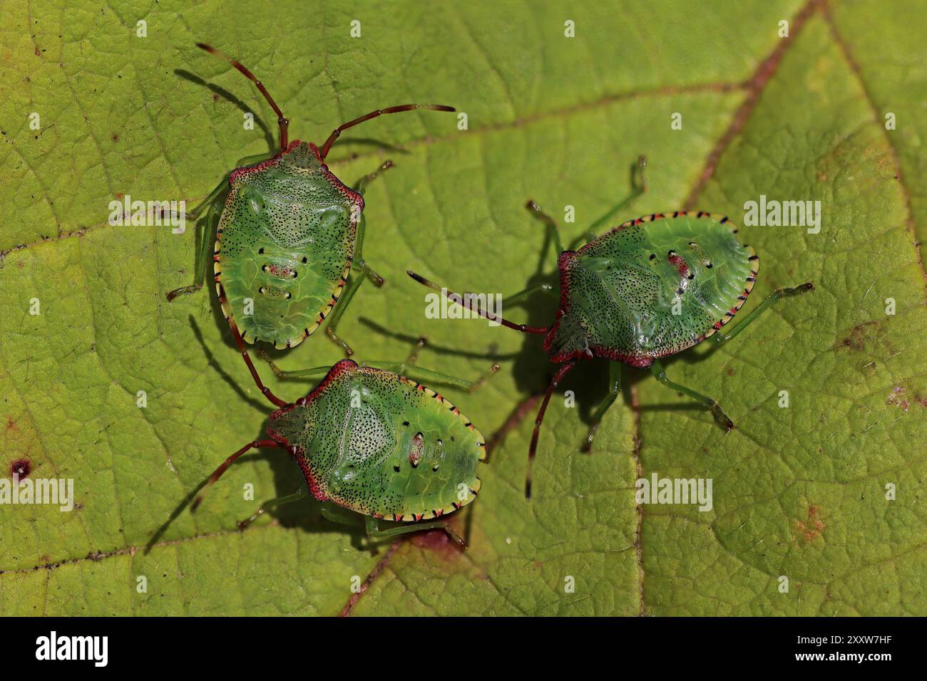 Hawthorn Shieldbug Acanthosoma haemorrhoidale Nymphen im mittleren (4.) Instar Stockfoto