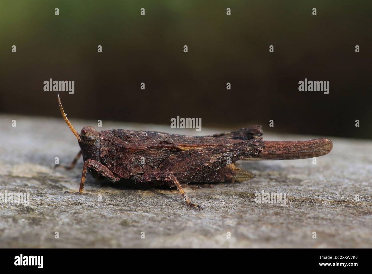 Schlanke Groundhopper - Tetrix subulata Stockfoto