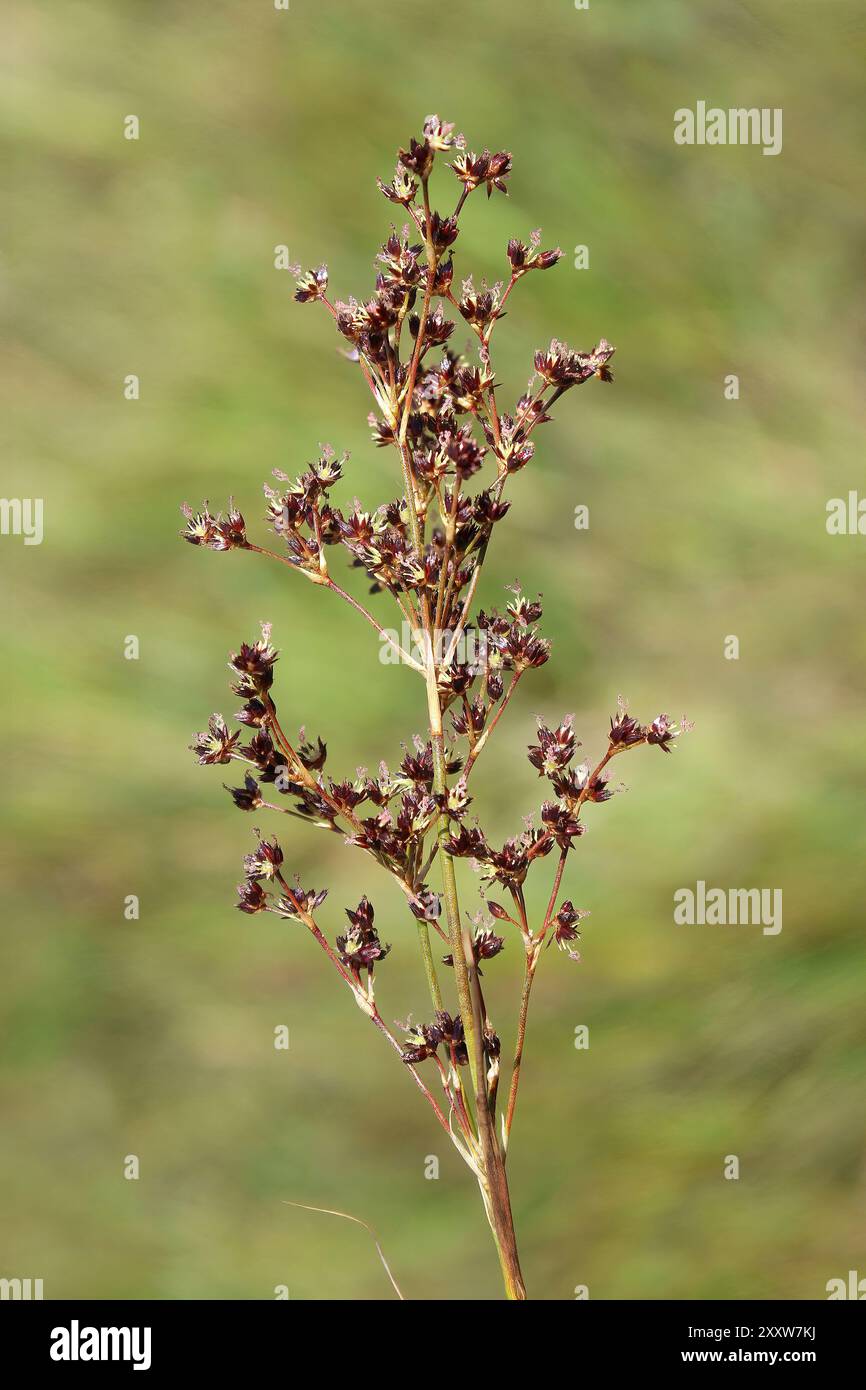 Gelenkverbindung Rush Juncus articulatus Stockfoto