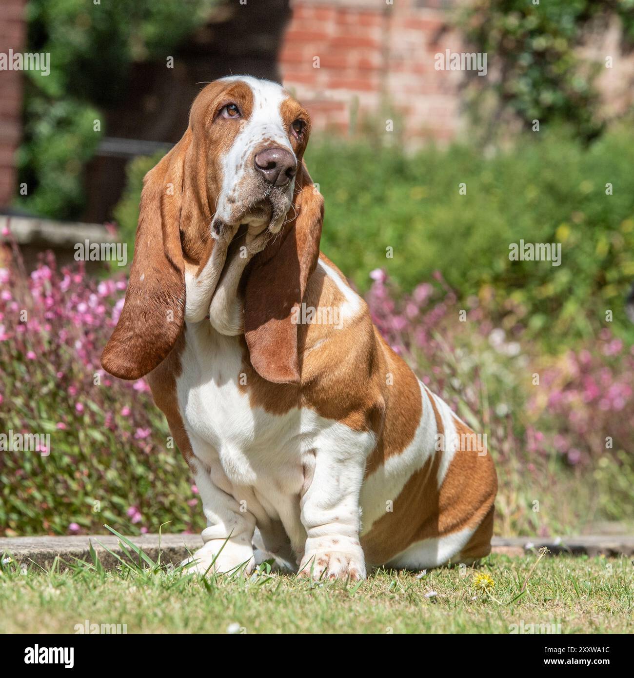 basset Hound sitzt im Sommer in einem Garten Stockfoto