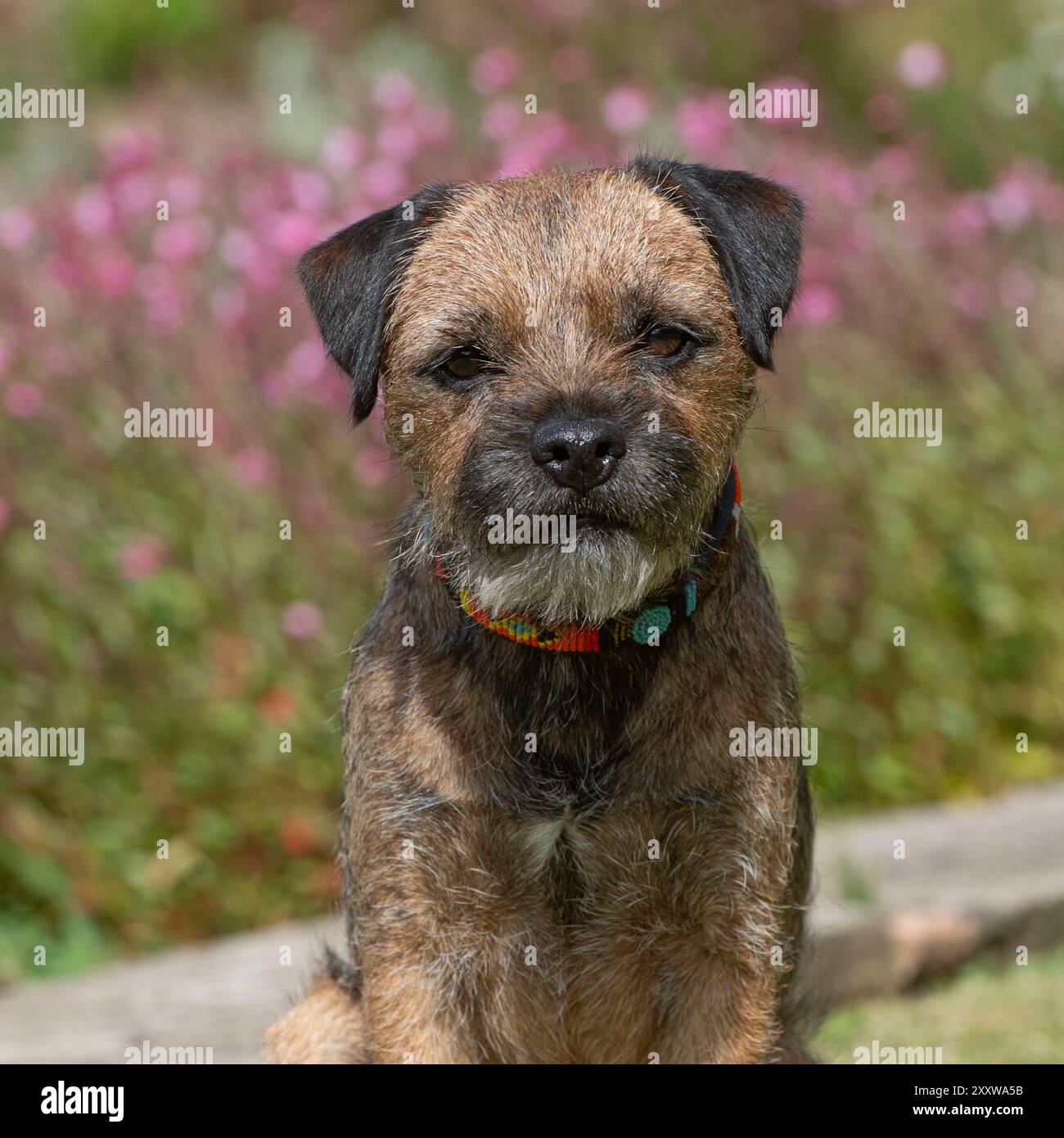 Border Terrier im Garten im Sommer Stockfoto