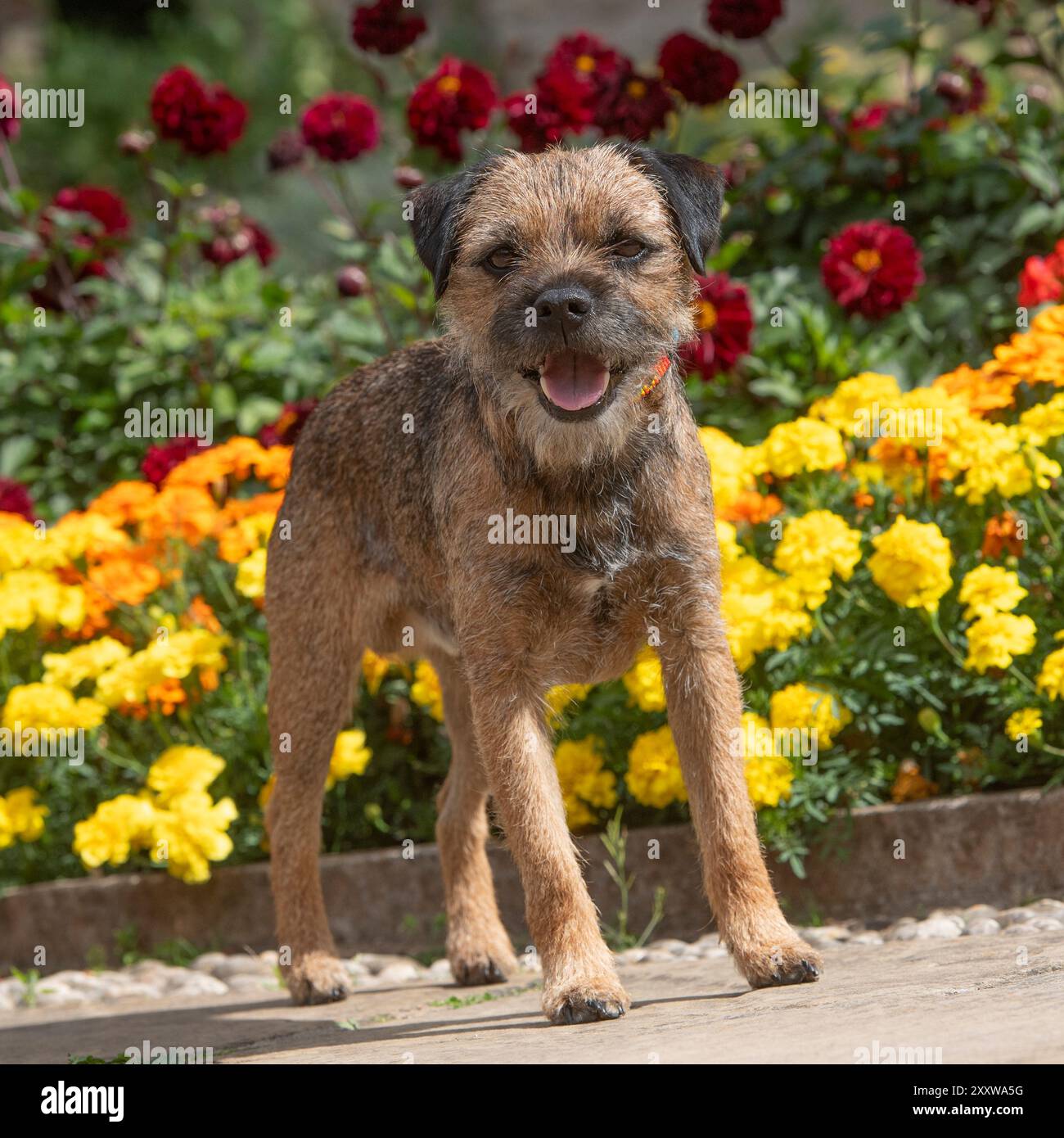 Border Terrier im Garten im Sommer Stockfoto