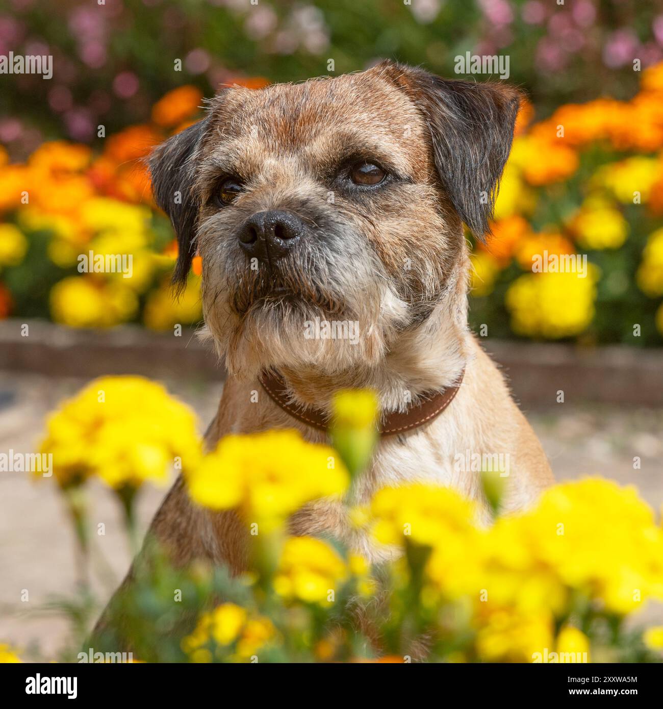 Border Terrier im Garten im Sommer Stockfoto