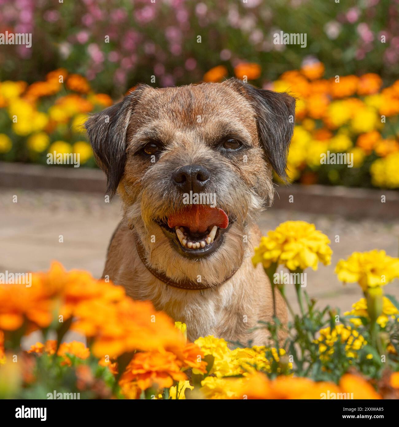 Border Terrier im Garten im Sommer Stockfoto