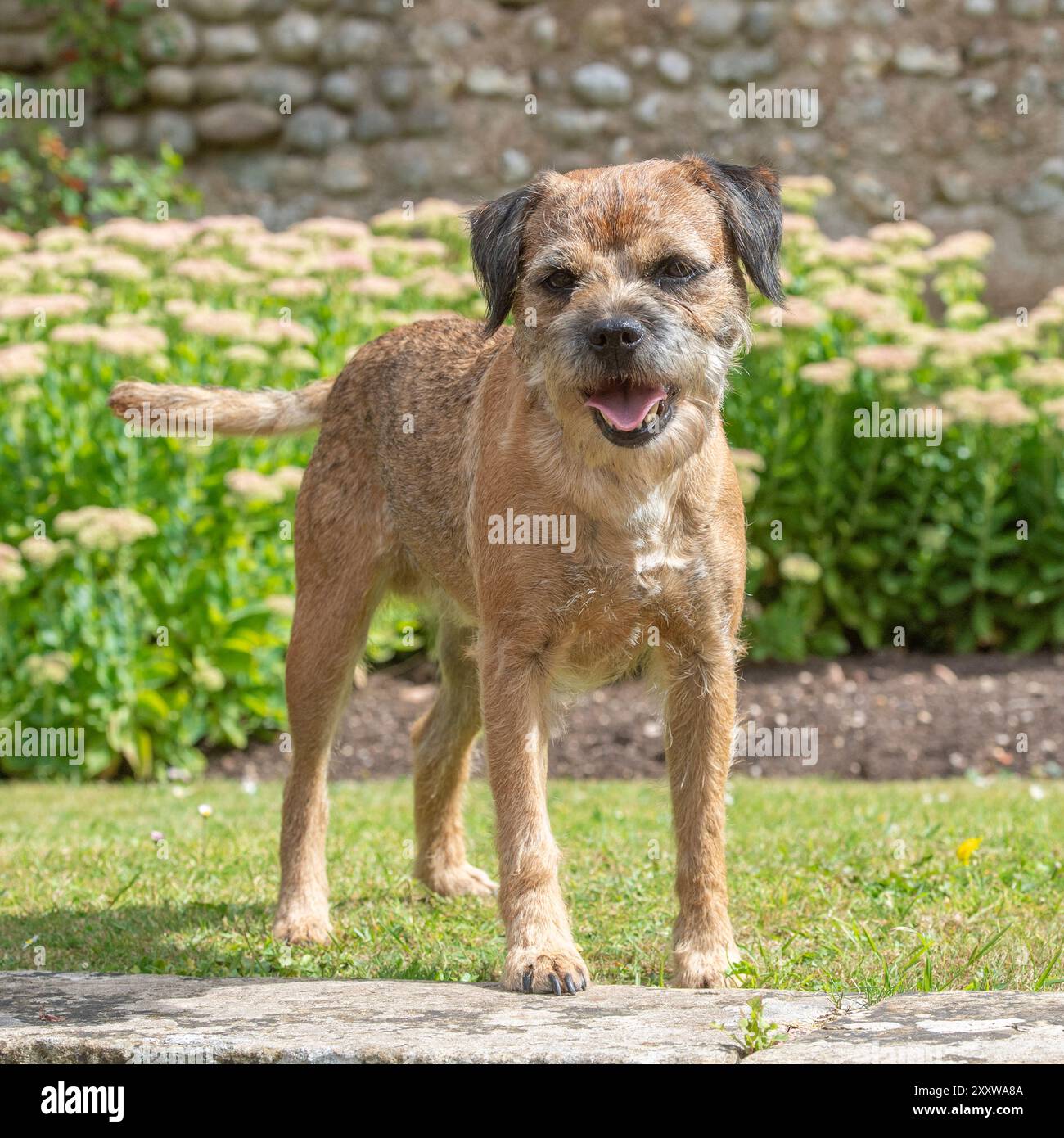 Border Terrier im Garten im Sommer Stockfoto
