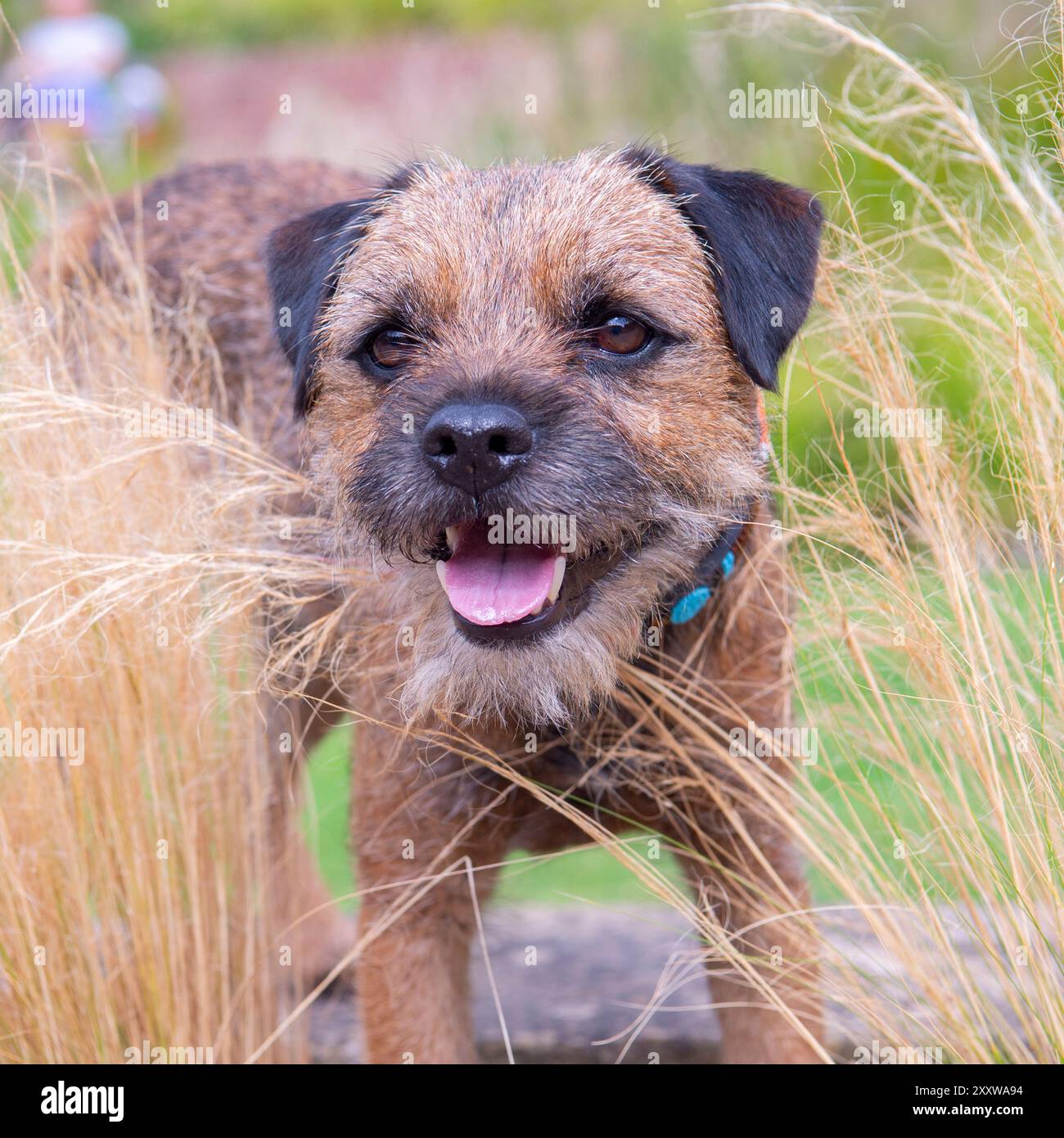 Süßer Border Terrier Hund lächelt in natürlicher Umgebung Stockfoto