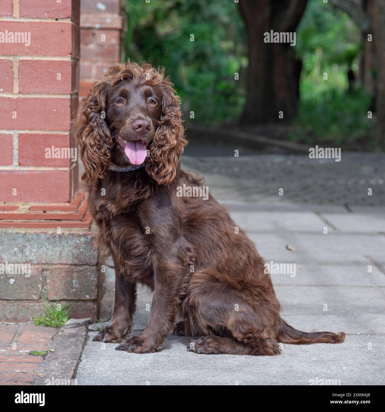 Schokoladenfunktionierender englischer Cocker Spaniel Hund im Garten Stockfoto