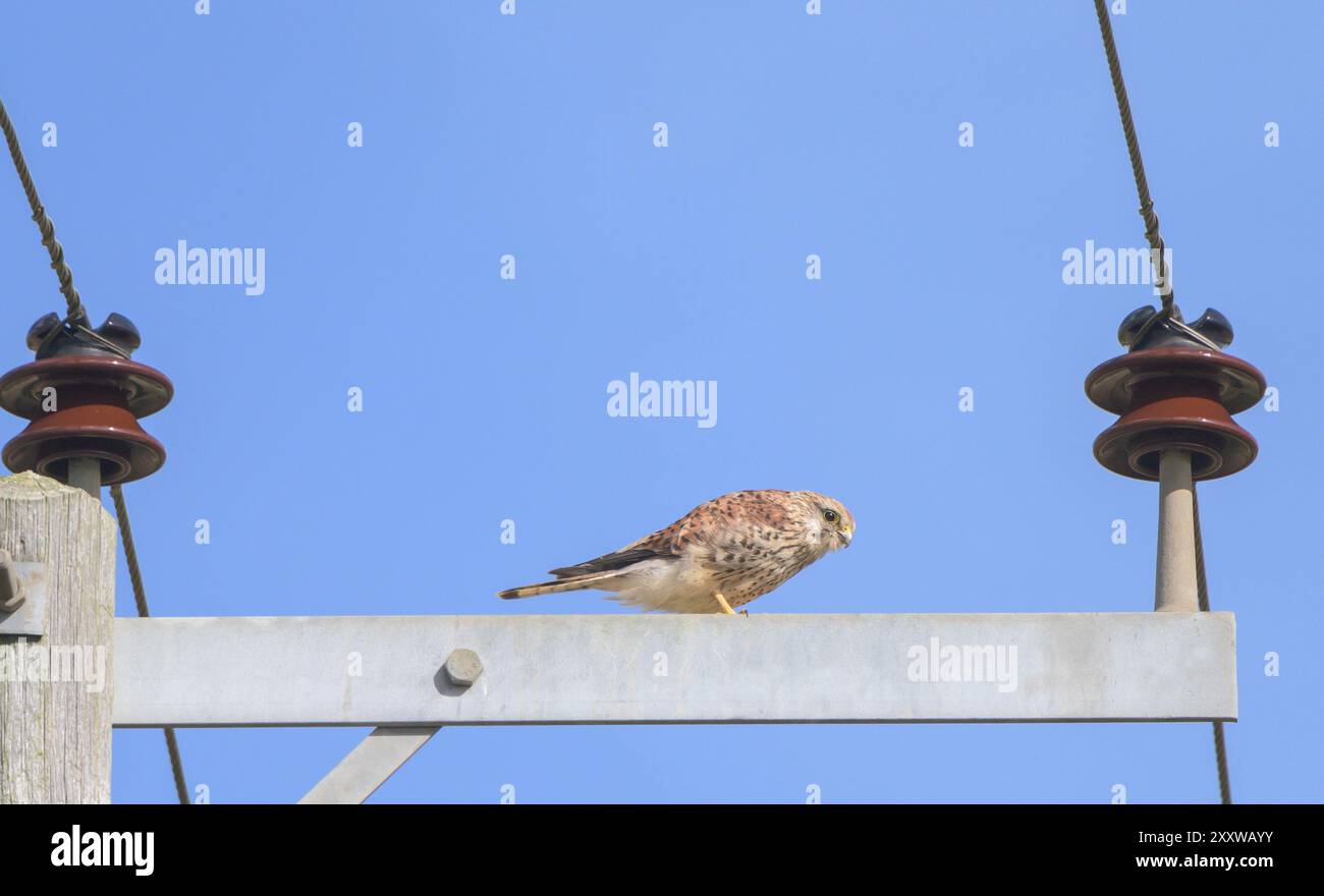 Falco tinnunkulus (Europäischer Falco tinnunkulus, Eurasischer Turmfalke oder Alte Welt-Turmfalke), die auf einem Telegrafenmast thront Stockfoto