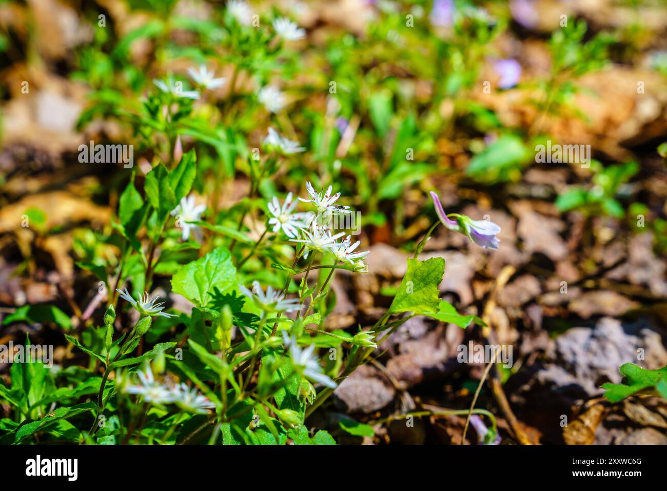 Nahaufnahme der bodennahen Bilder von Sternkicherblüten im Kentucky Forest im Frühjahr Stockfoto