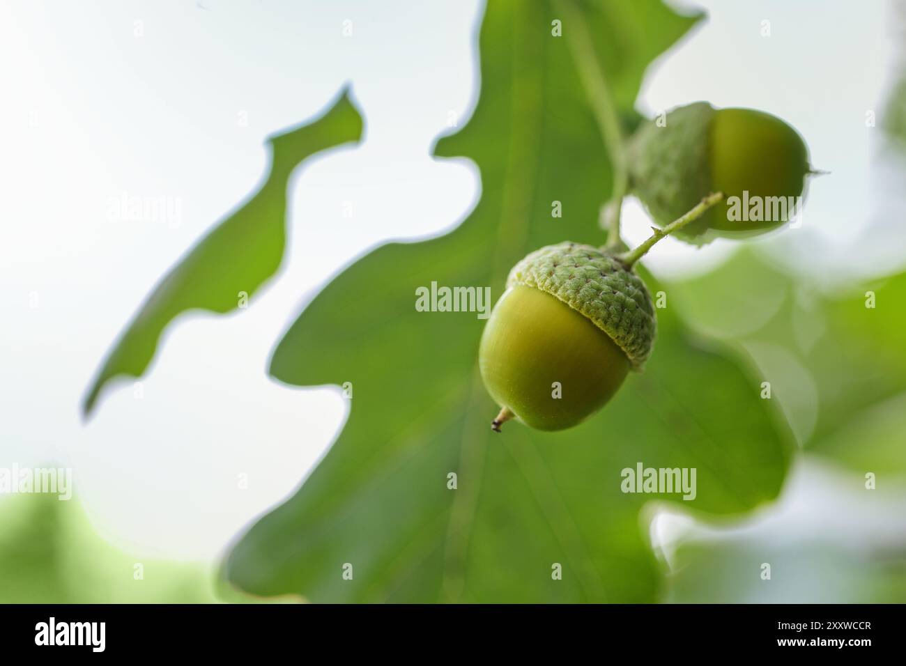 Junge grüne Eicheln zwischen den Blättern auf einer Eiche, die Samen sind kleine Wunder der Natur mit der nächsten Waldgeneration, Kopierraum, Auswahl Stockfoto