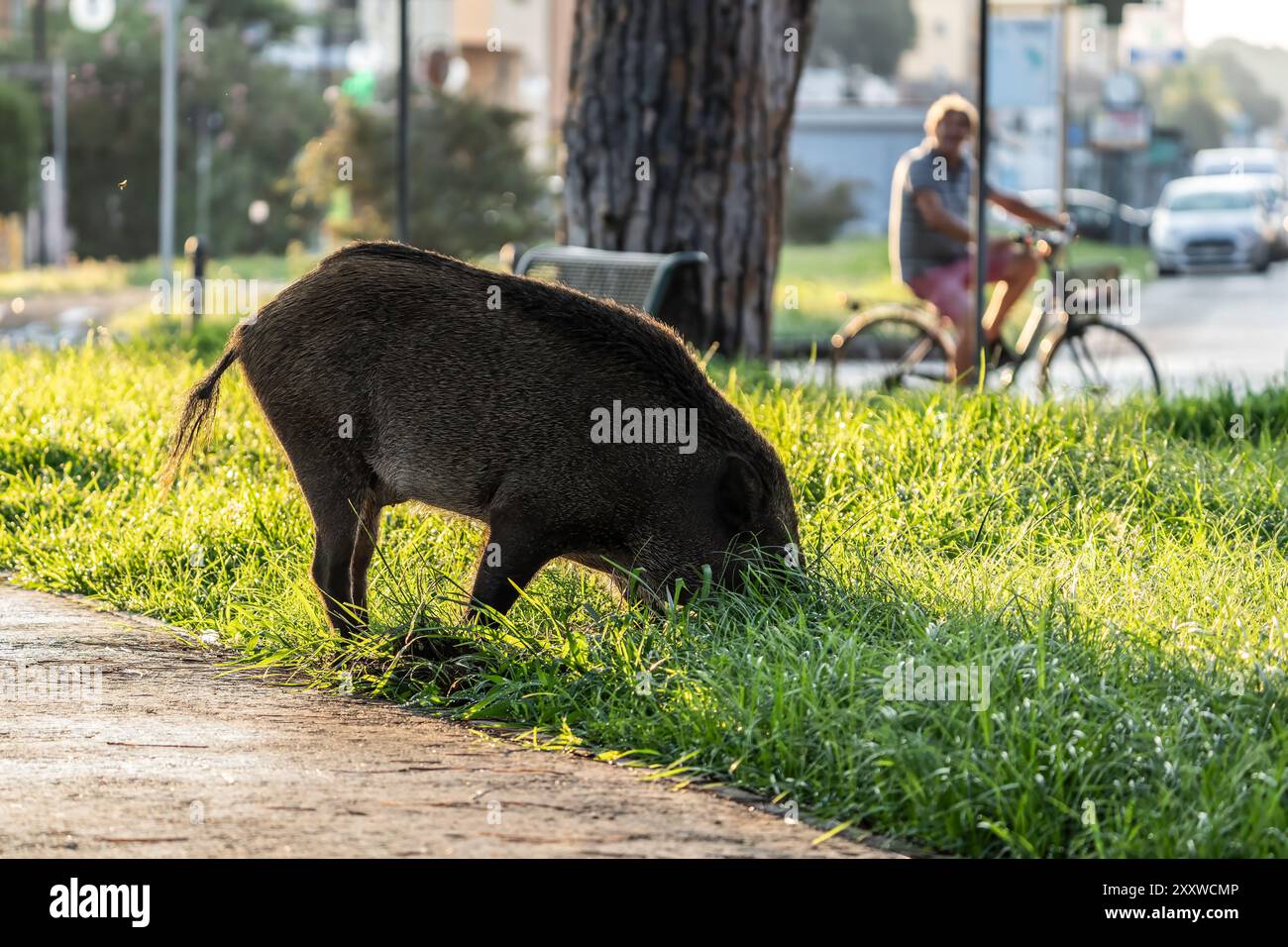 Wildschweine weiden in einem Stadtpark mit einem Mann, der im Hintergrund radelt. Das wilde Tier ernährt sich von Gras in einer städtischen Grünfläche. Naturbegriff Stockfoto