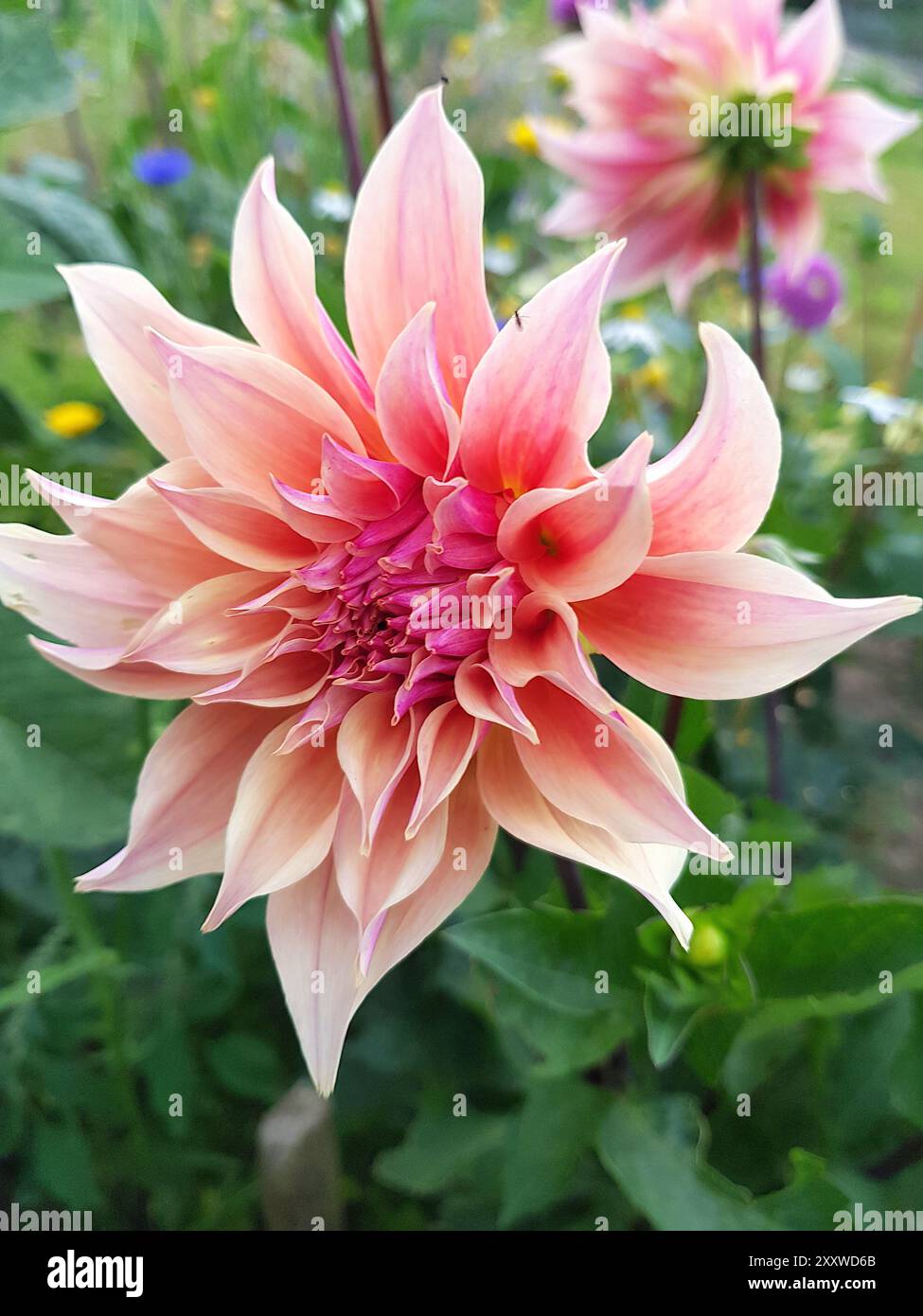 Eine große rosafarbene Dahlienblume in voller Blüte, die auf einem Kleinod wächst. Stockfoto