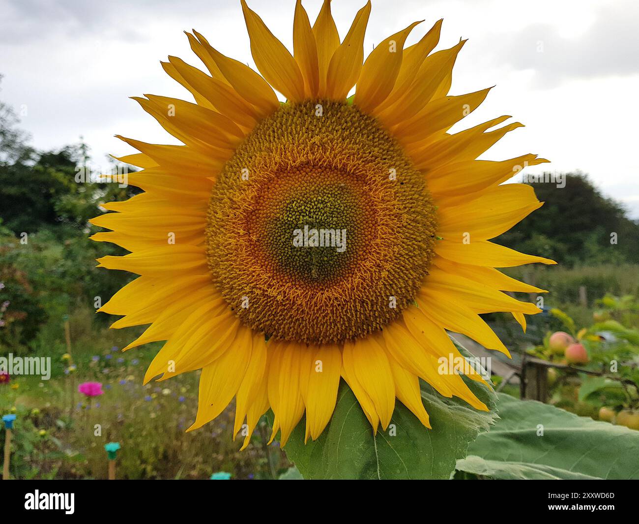 Eine große gelbe Sonnenblume in voller Blüte, die auf einem Kleingarten wächst. Stockfoto