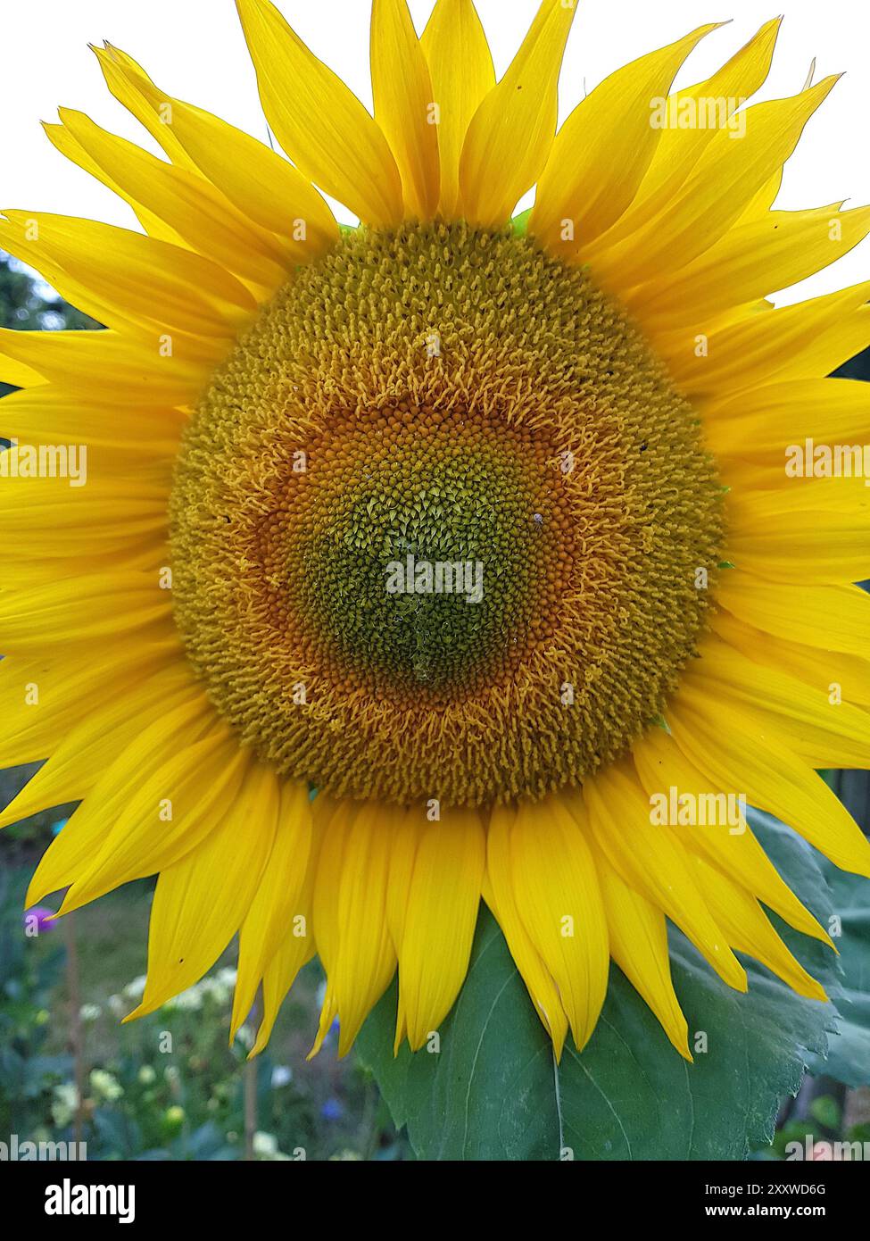Eine große gelbe Sonnenblume in voller Blüte, die auf einem Kleingarten wächst. Stockfoto
