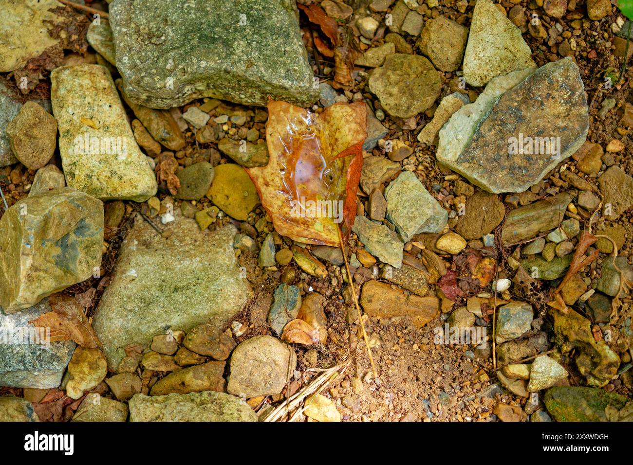 Blick hinunter auf ein kuppelförmiges Tulpenblatt mit Wasser, das auf den Felsen am Boden am Fluss in der Nähe des Waldes liegt Stockfoto