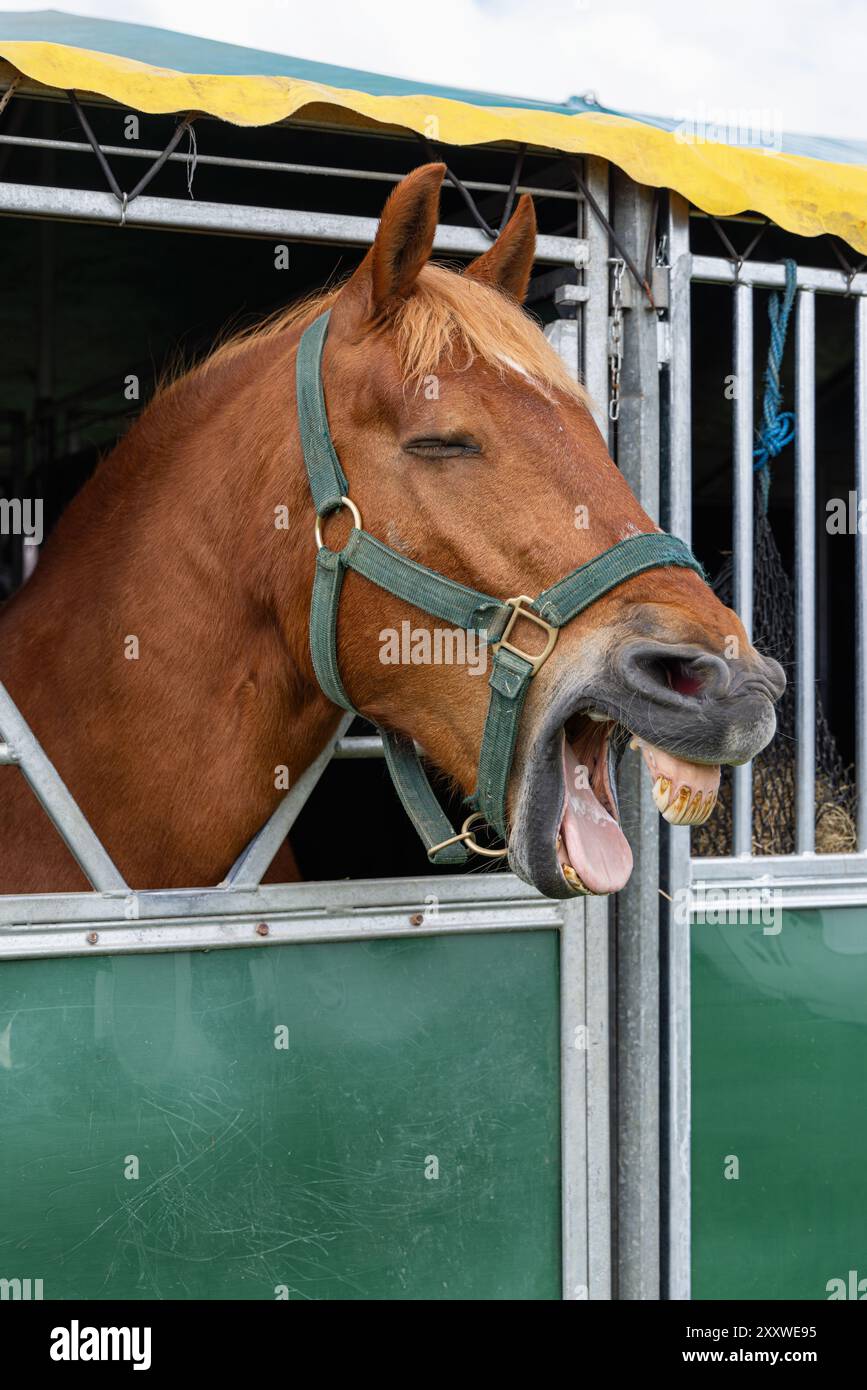 Ein brauner Pferdekopf mit offenem Mund, der Zunge und Zähnen zeigt und über die Stalltür blickt, Royal Bath and West Showground, Shepton Mallet, Somerset, Großbritannien Stockfoto