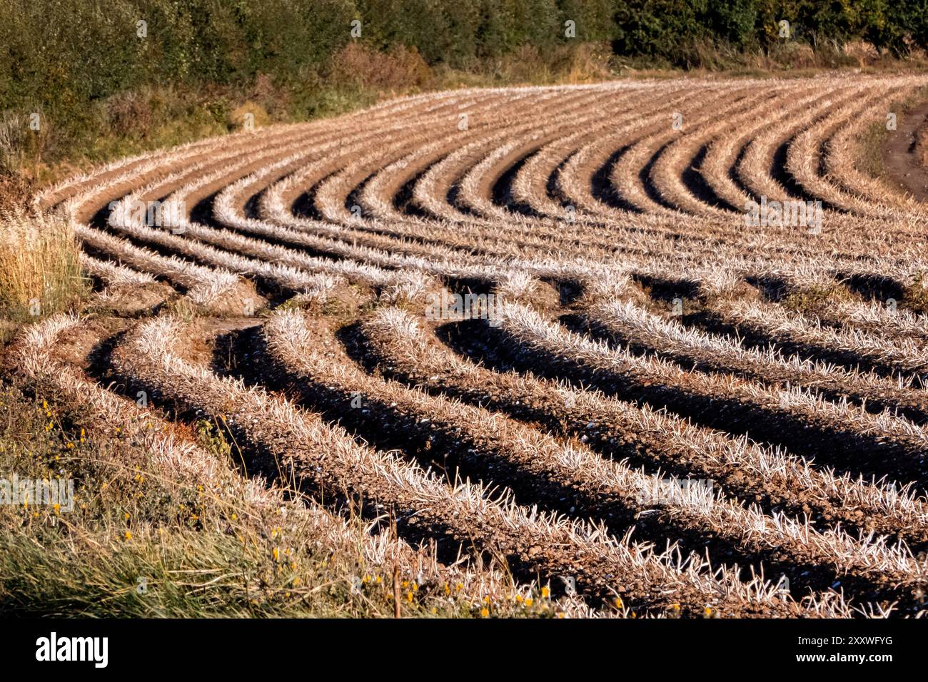 Erntelinien in einem ernteten Weizenfeld in Kent Stockfoto