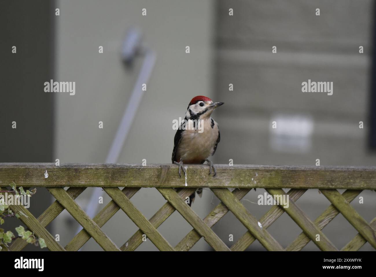 Jugendspecht (Dendrocopus Major) auf einem Holzzaun, mit dem Kopf nach rechts vom Bild gerichtet, aufgenommen in Großbritannien Stockfoto