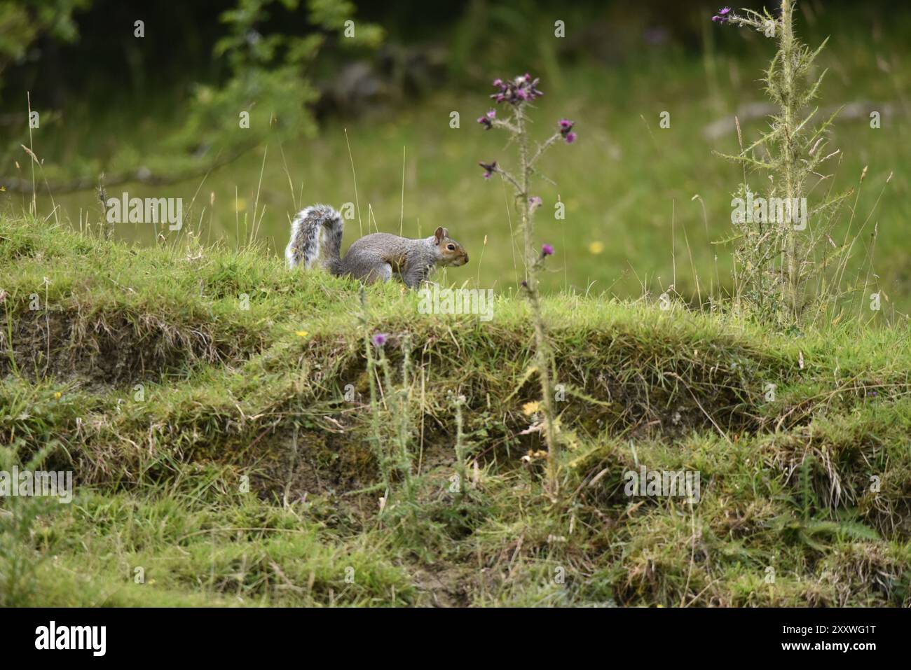 Graues Eichhörnchen (Sciurus carolinensis) Looking Alert, im rechten Profil, links vom Bild, auf Gras mit Wildblumen in der walisischen Landschaft, aufgenommen im Sommer Stockfoto