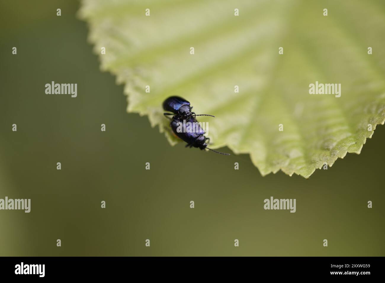 Makrobild eines Paarungspaares von Erlenblattkäfern (Agelastica alni) am unteren Rand eines Blattes, Facing Camera, aufgenommen in Mitte Wales, Großbritannien im Juli Stockfoto