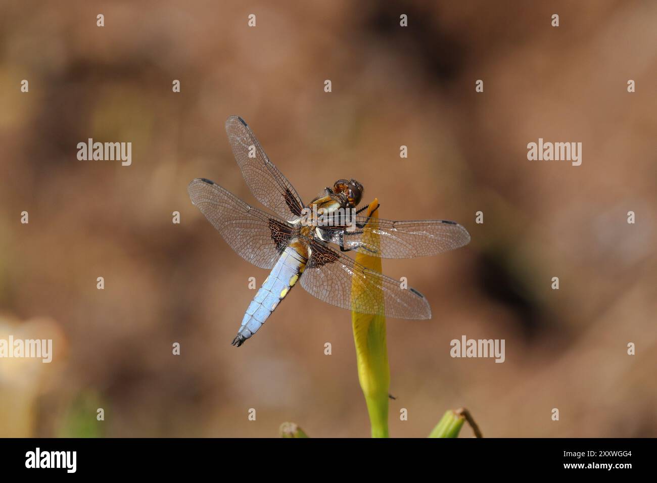 Chaser Libelle mit breitem Körper, männlich - Libellula depressa Stockfoto