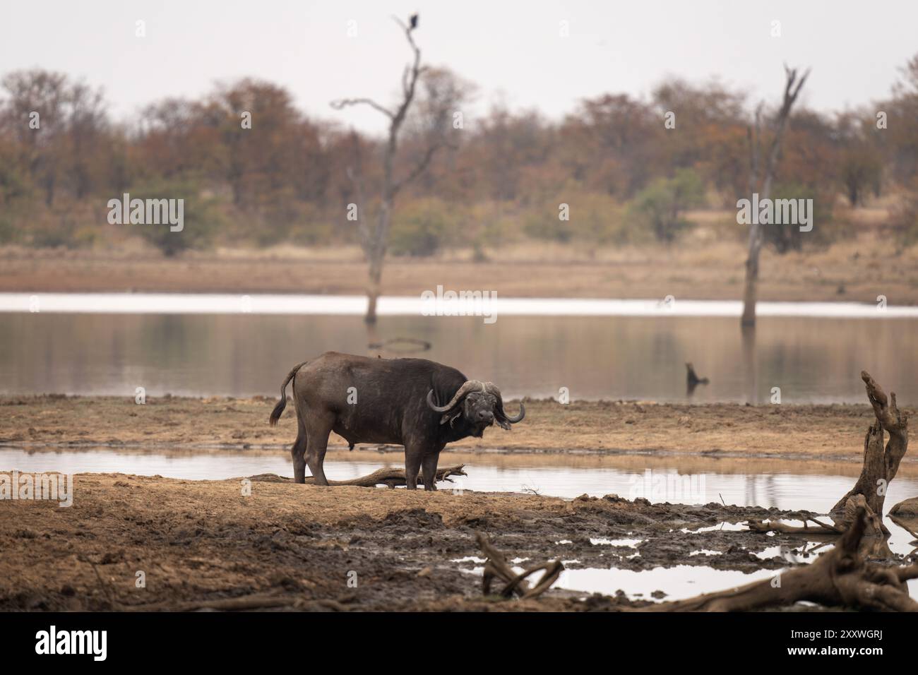 Afrikanische Büffel im Busch. Ruhiger Büffel während einer afrikanischen Safari. Büffel mit großen Hörnern. Das gefährlichste Tier Afrikas. Stockfoto