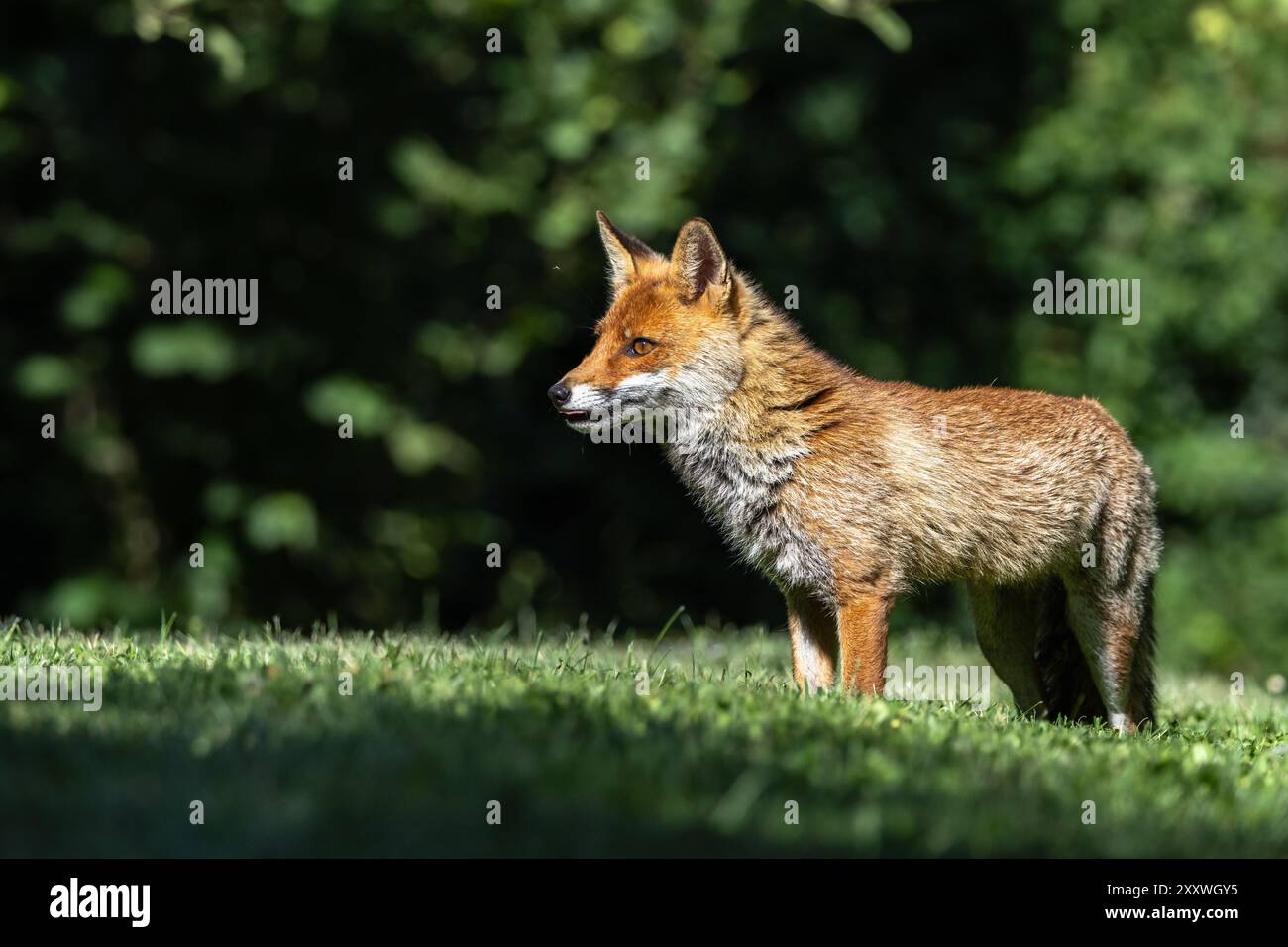 Rotfuchs zwischen Licht und Schatten Stockfoto