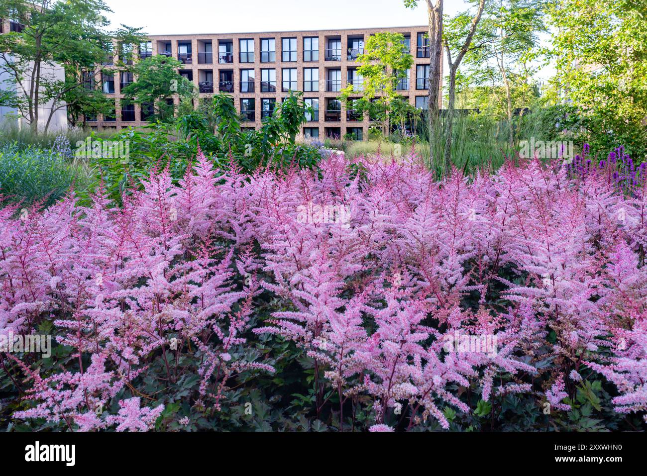 Ein lebhafter Garten mit dichten rosa und lila Blumen und grünem Laub steht im Vordergrund. Dahinter befindet sich ein modernes Gebäude mit großen Fenstern und einem Stockfoto