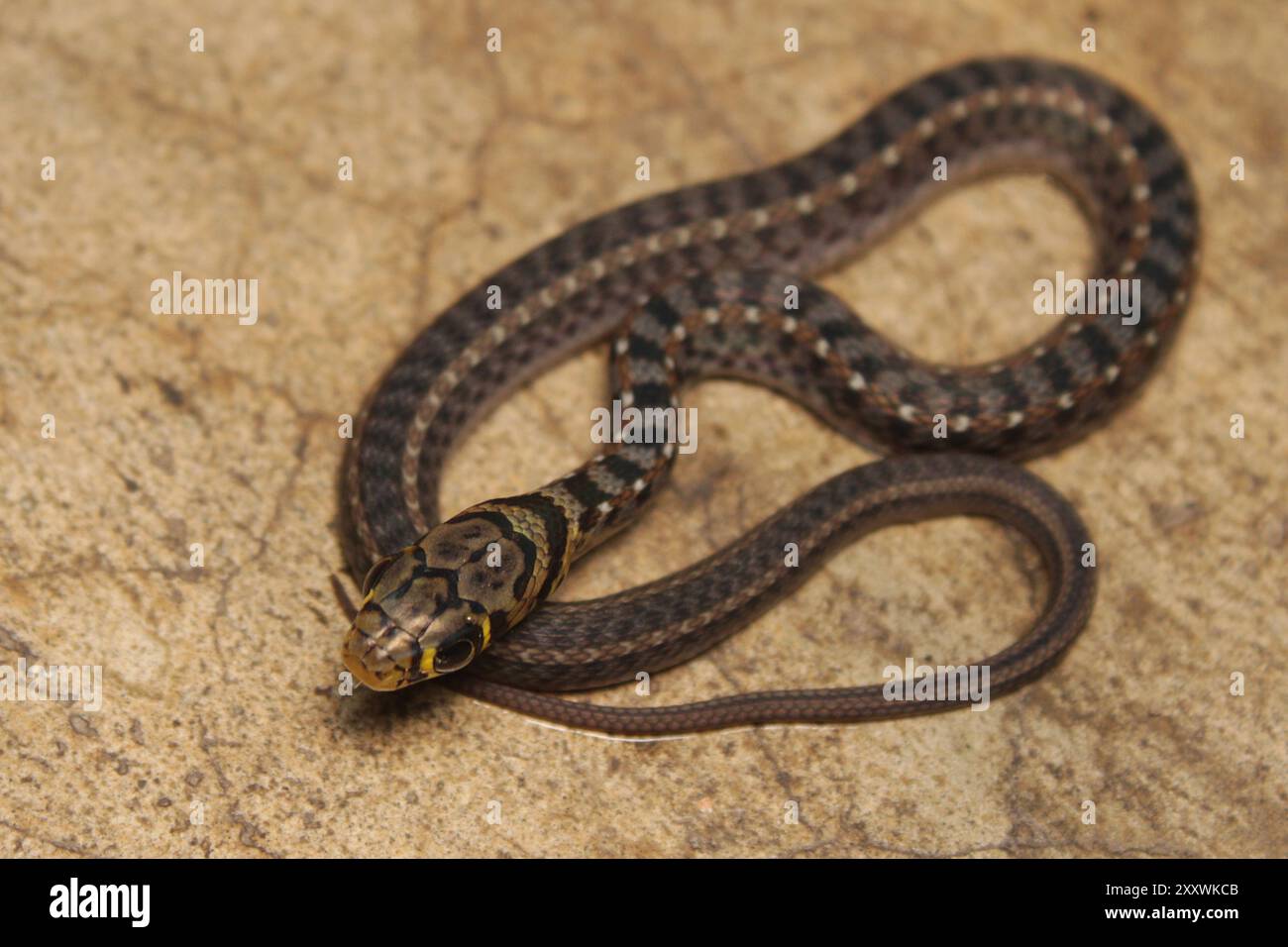 Frisch geschlüpfter, gestreifter Keelback (Amphiesma stolatum) Stockfoto