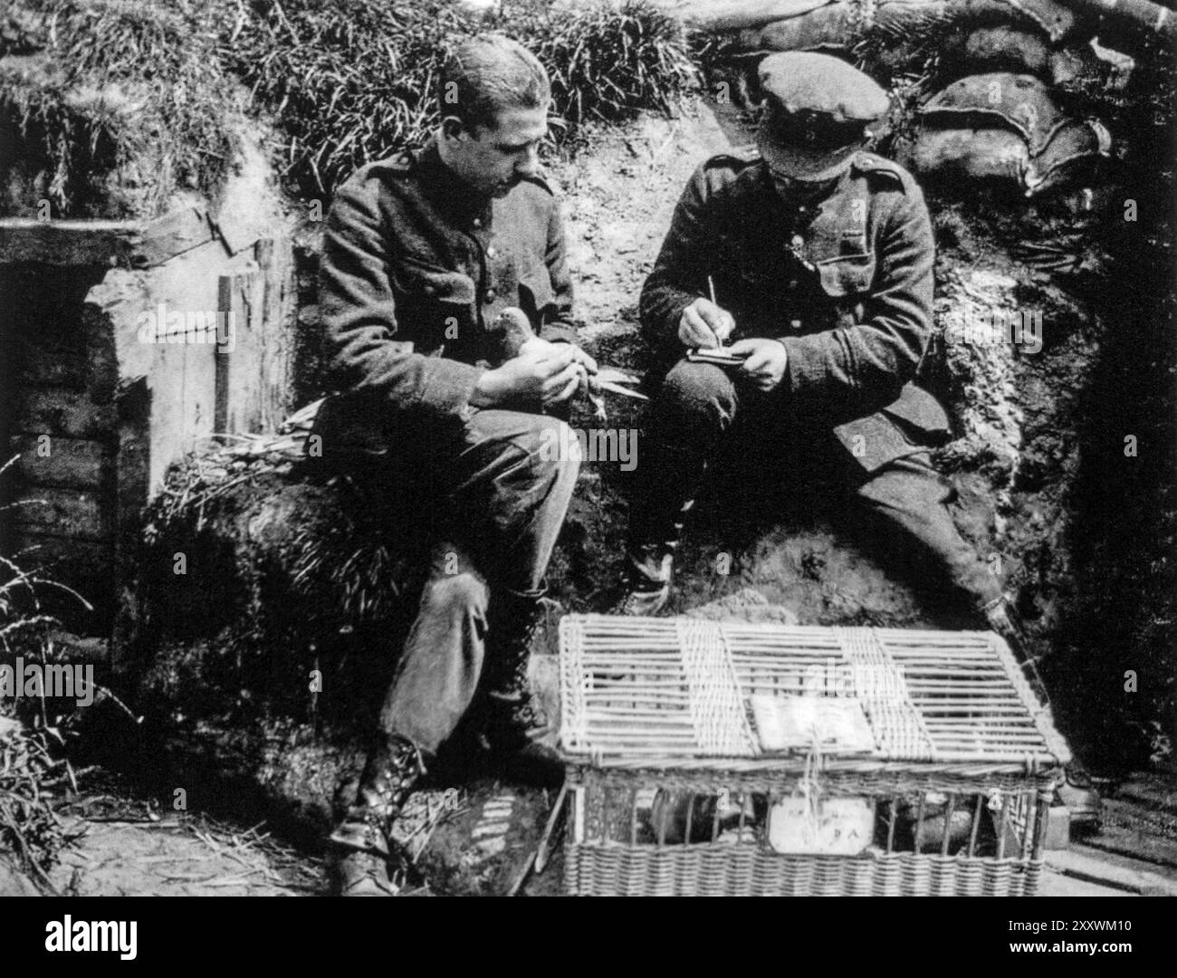 Ein Offizier, der eine Nachricht für die Brieftaube schrieb, die von der britischen Signalkompanie des Ersten Weltkriegs für die Kommunikation auf dem Schlachtfeld während des Ersten Weltkriegs benutzt wurde Stockfoto