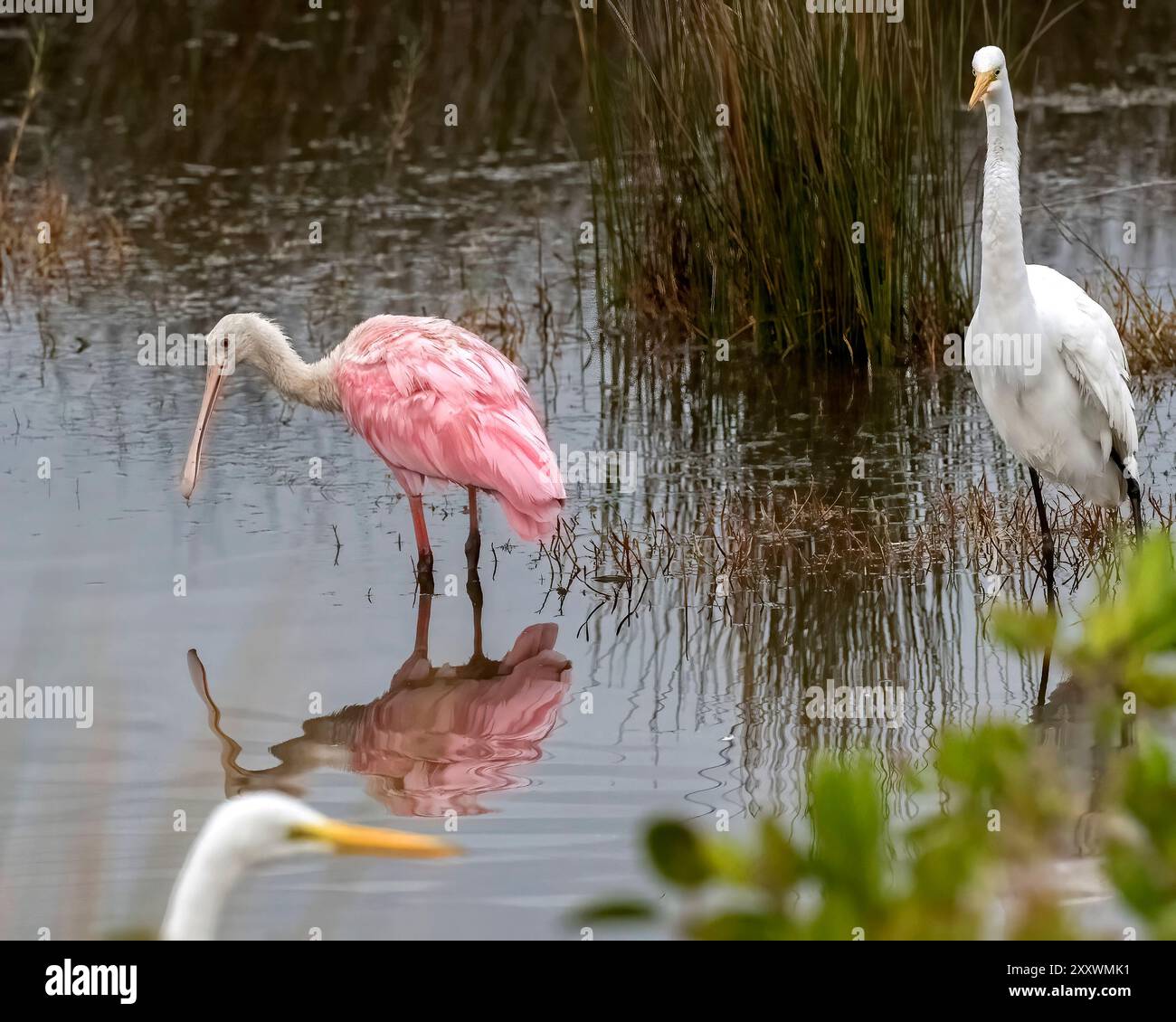 Rosenlöffel Habitat Stockfoto