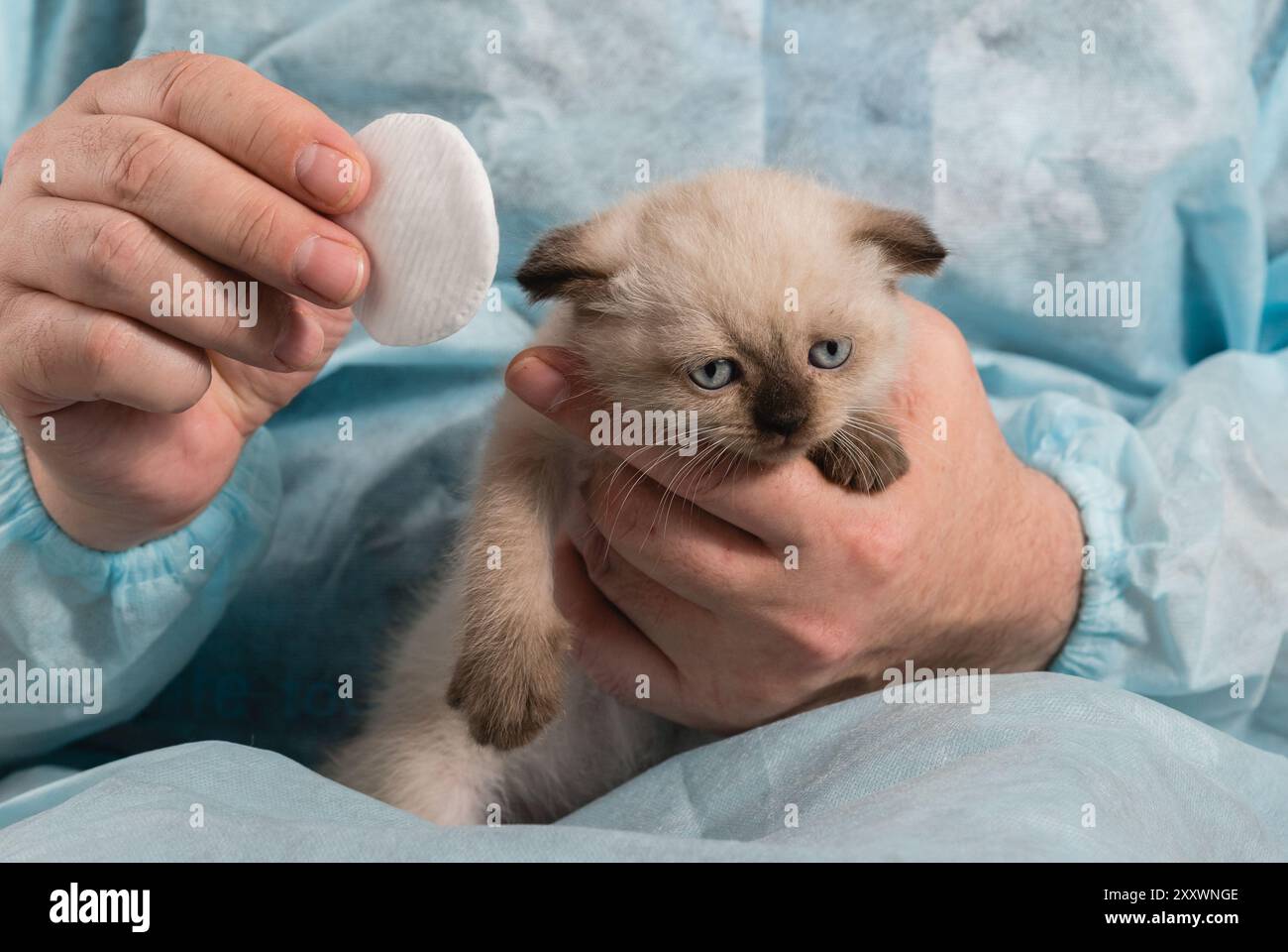 Ein Tierarzt wischt die Augen eines traurigen, kleinen, punktfarbigen, faltohrigen Kätzchens mit einem Wattepad ab Stockfoto