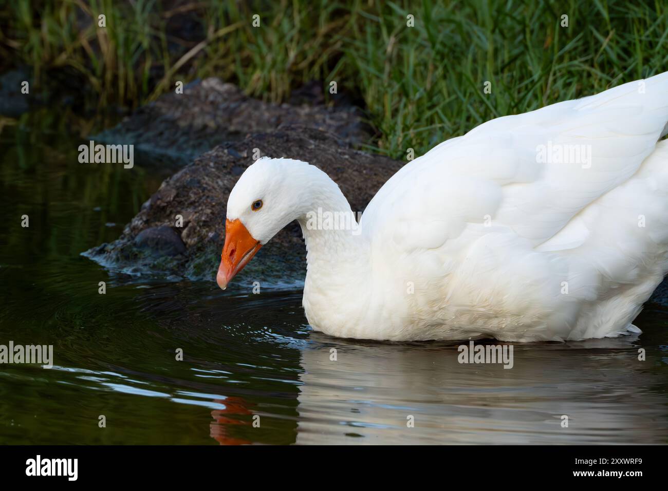 Ente, die ins Wasser tritt Stockfoto