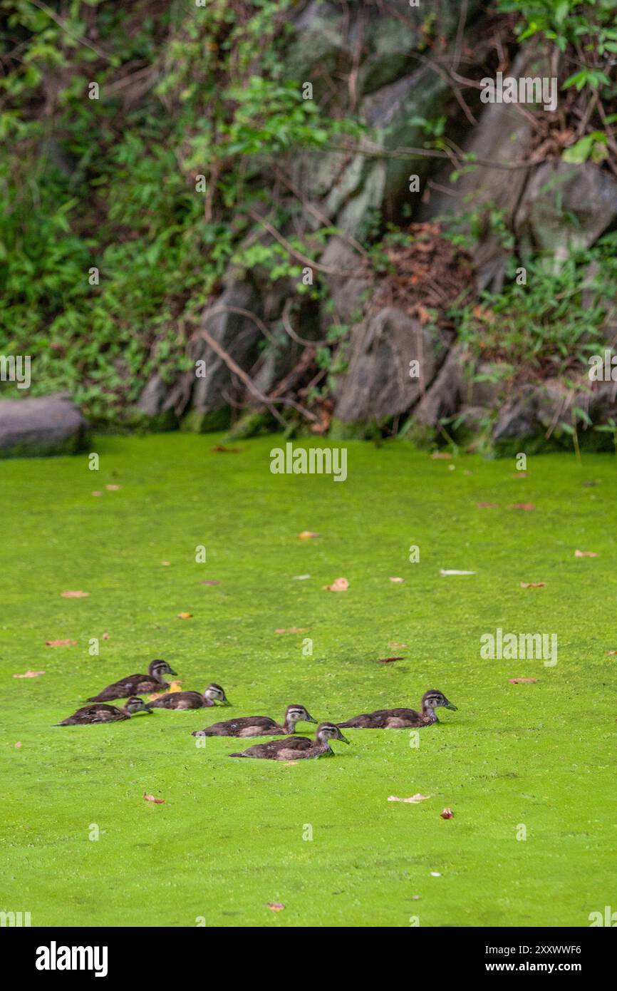 Stockenten schwimmen im mit Entenweed bedeckten C&O Canal National Park außerhalb von Washington DC. Stockfoto
