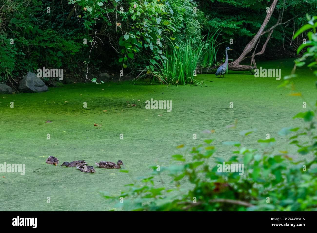 Der majestätische große Blaureiher steht anmutig vor Mallard Junior Entenlingen, dem mit Entenweed bedeckten C&O Canal, eingebettet in den malerischen National Stockfoto