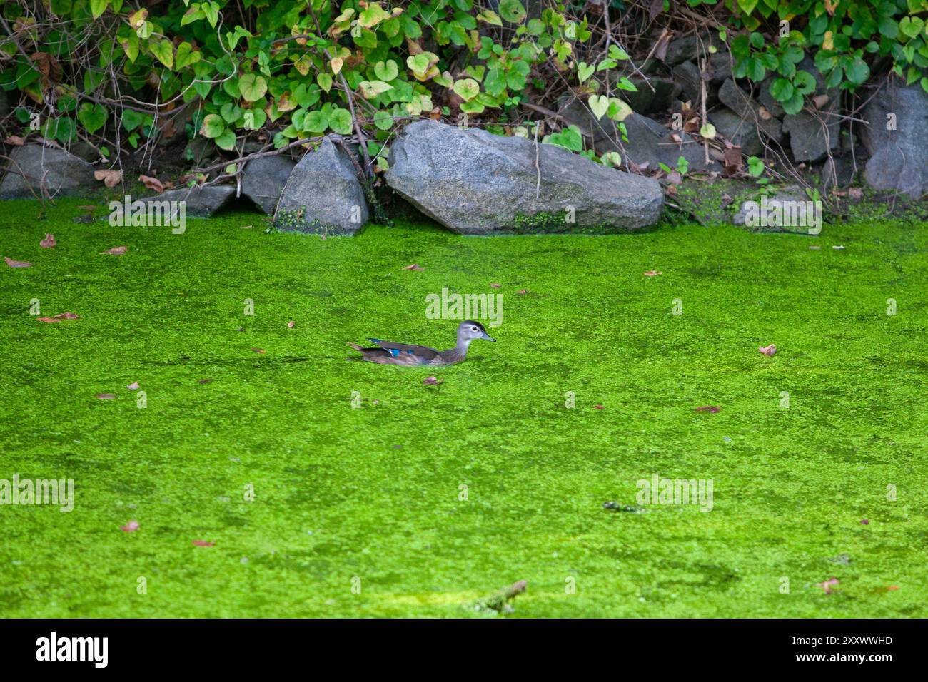 Stockenten schwimmen im mit Entenweed bedeckten C&O Canal National Park außerhalb von Washington DC. Stockfoto