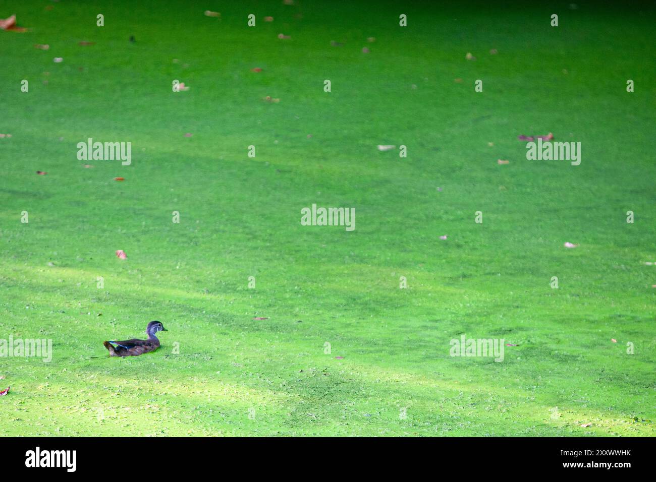 Stockenten schwimmen im mit Entenweed bedeckten C&O Canal National Park außerhalb von Washington DC. Stockfoto