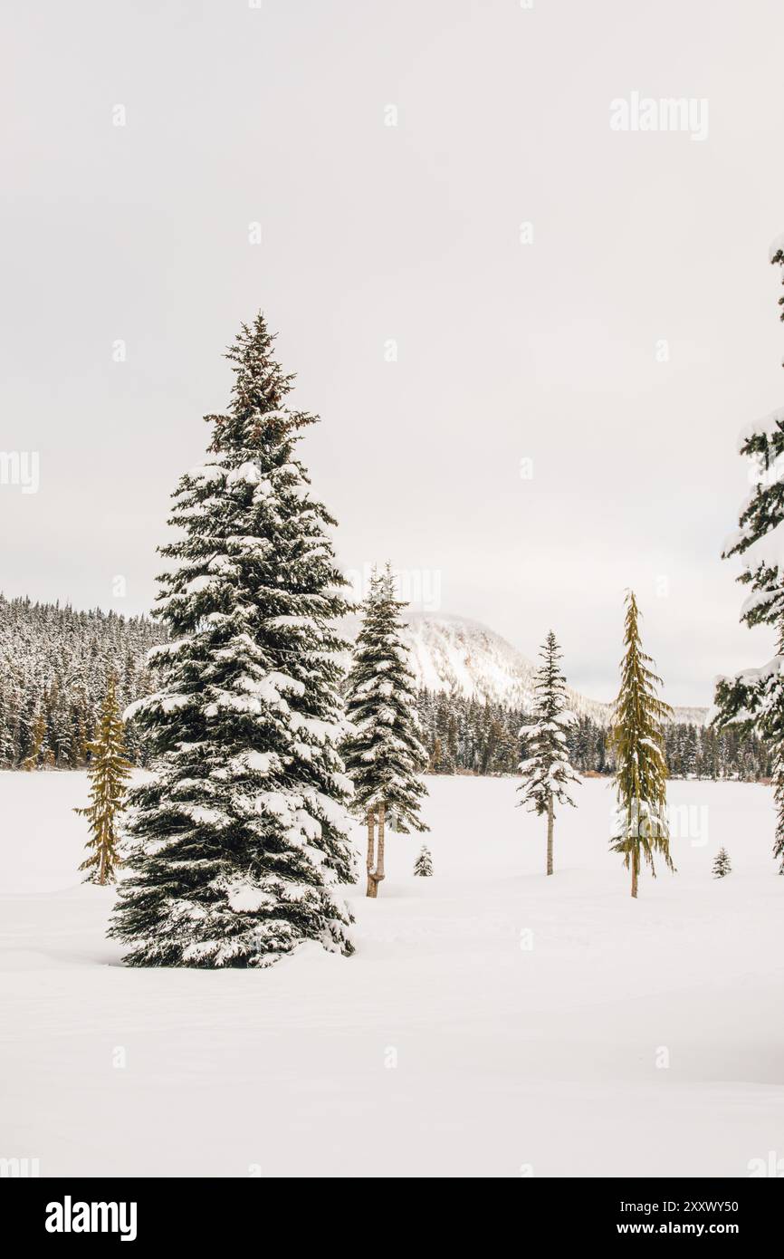 Schneebedeckte immergrüne Bäume am Alpensee im Winter Stockfoto