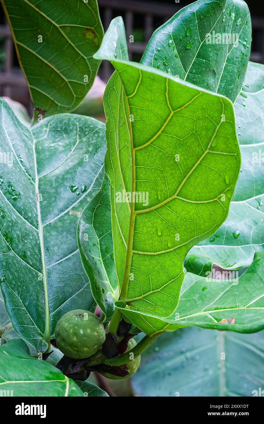 Ficus lyrata moraceae Pflanze Baum mit groen Blatt aus dem tropischen  Afrika Gummibaum Stockfotografie - Alamy